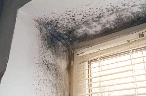 Affordable Mold Removal solutions in Asbury Park, NJ
